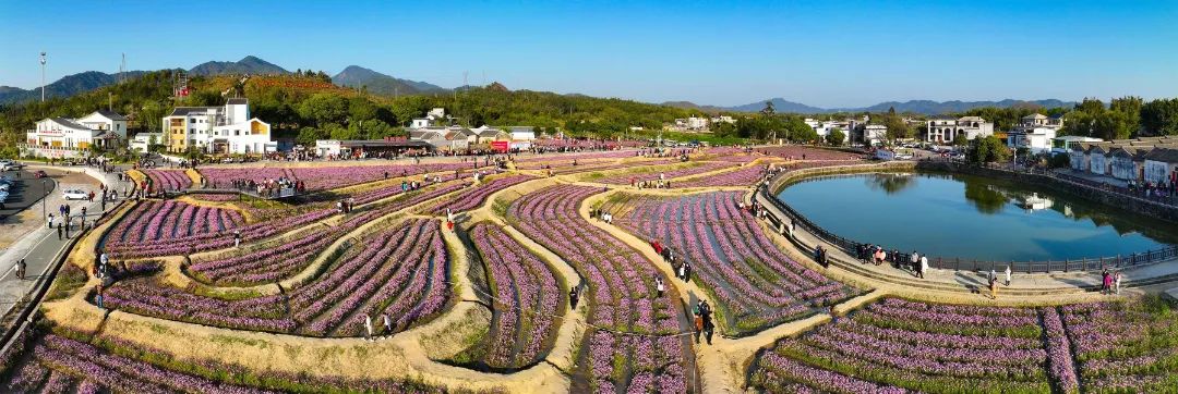 河源市东源县下屯村格桑花海.jpg