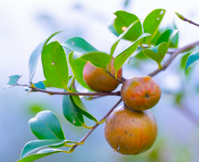 三江油茶果。 三江油茶果。