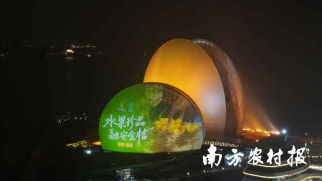 融安金桔登陆珠海地标“日月贝”。 融安金桔登陆珠海地标“日月贝”。